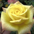 Žuta - Patuljasta ruža  - Mandarin®